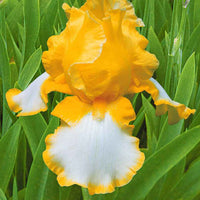 3x Iris barbu 'Glacier Gold' jaune-blanc - Plants à racines nues - Caractéristiques des plantes