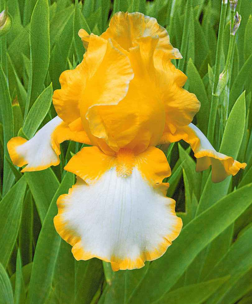 3x Iris barbu 'Glacier Gold' jaune-blanc - Plants à racines nues - Iris