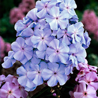 3x Phlox Phlox 'Lilac Tima' violet - Plants à racines nues - Arbustes à papillons et plantes mellifères