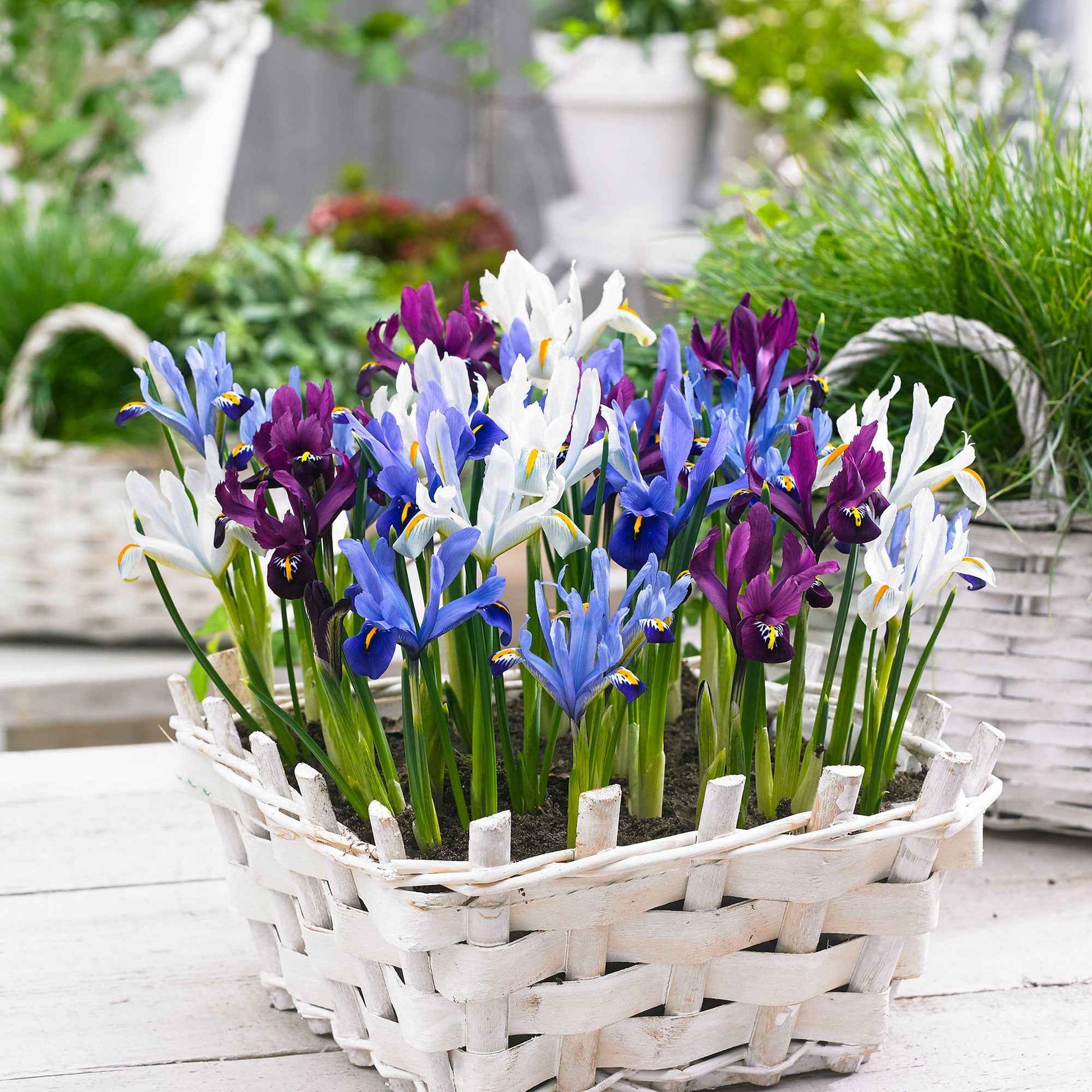 25x Iris miniature  - Mélange 'Sunshine' bleu-violet-blanc - Arbustes à papillons et plantes mellifères