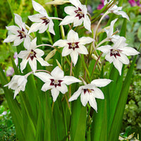 25x Glaïeul Acidanthera murielae blanc - Bulbes de fleurs par catégorie