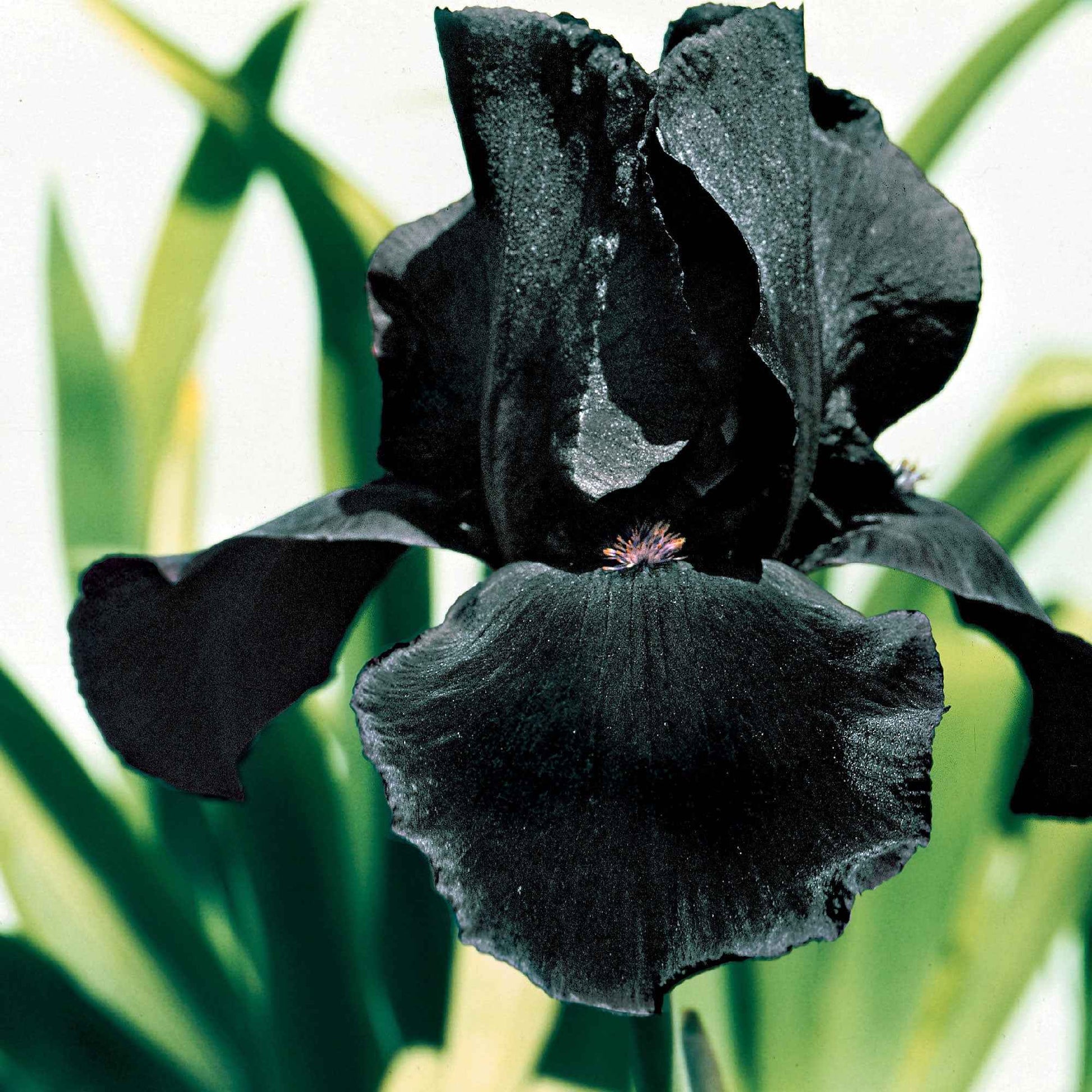3x Iris barbu 'Study in Black' violet - Plants à racines nues - Caractéristiques des plantes