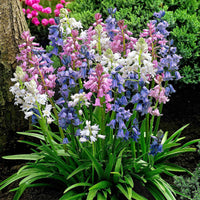 35x Bluebell  Hyacinthoides hispanica - Mélange violet-rose-blanc - Arbustes à papillons et plantes mellifères