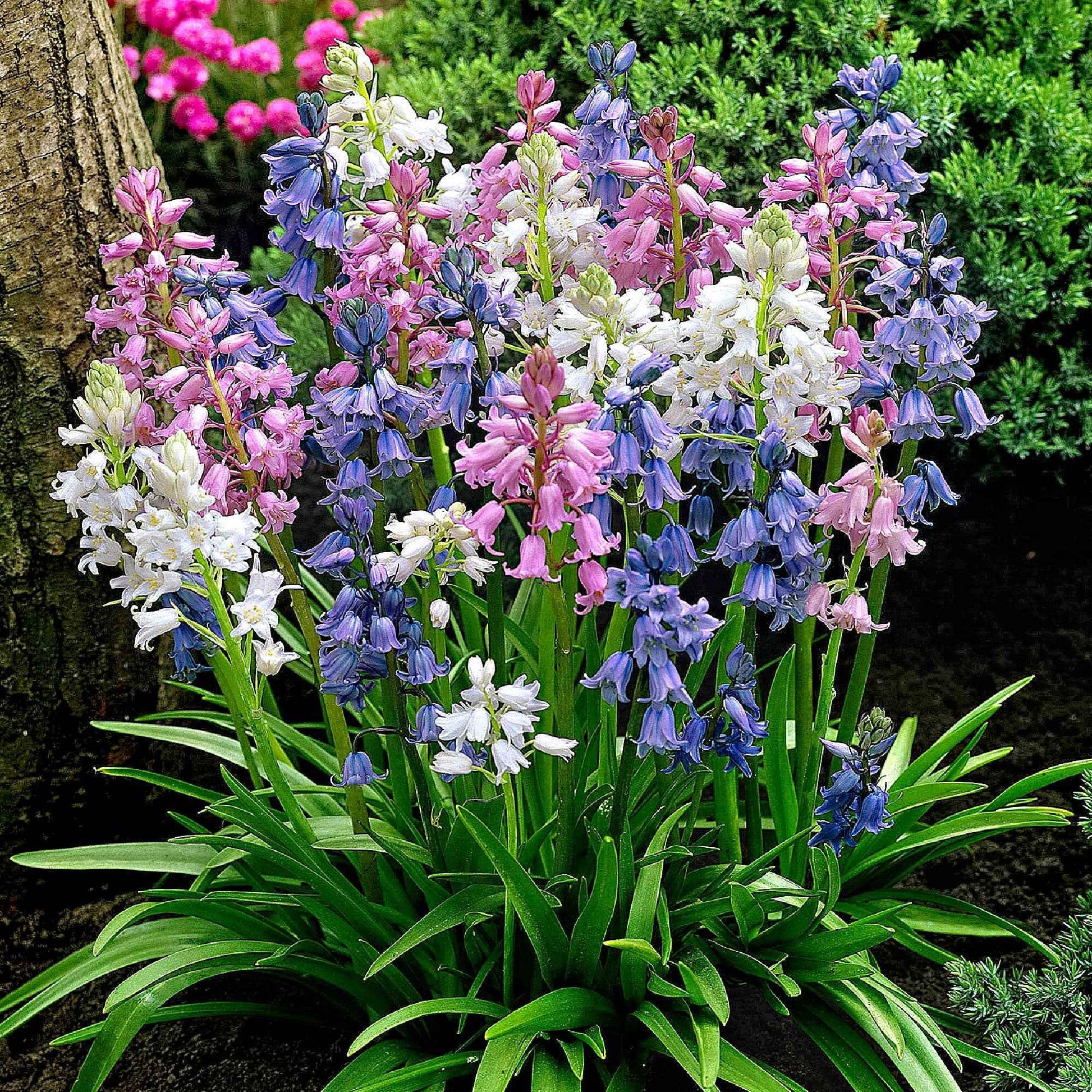 35x Bluebell  Hyacinthoides hispanica - Mélange violet-rose-blanc - Bulbes de fleurs par catégorie