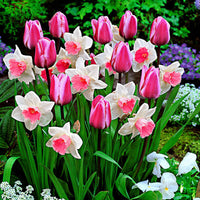 25x Tulipes - Mélange 'Perfect Harmony' blanc-rose - Mélanges de bulbes de fleurs