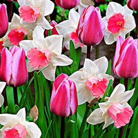 25x Tulipes - Mélange 'Perfect Harmony' blanc-rose - Bulbes à fleurs