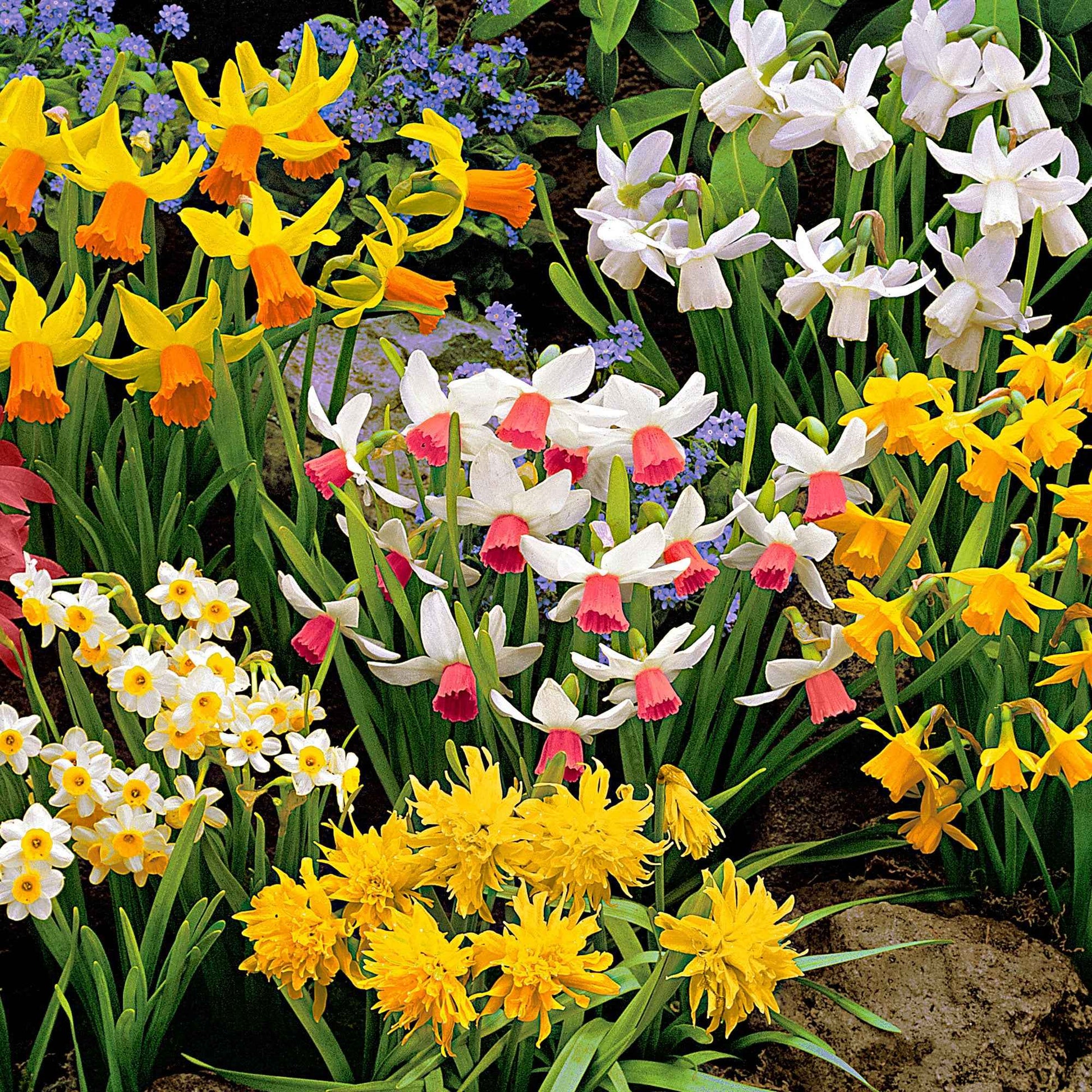 50x Mini narcisses Narcissus - Mélange 'The Miniatures' jaune - Bulbes de fleurs populaires