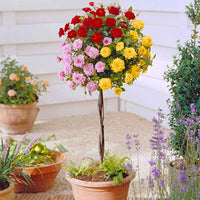 Rosier-tige Rosa 'Tricolor' rouge-rose-jaune  - Plants à racines nues - Arbustes