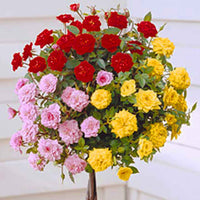 Rosier-tige Rosa 'Tricolor' rouge-rose-jaune  - Plants à racines nues - Caractéristiques des plantes