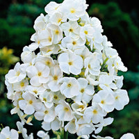3x Phlox Phlox 'White Admiral' blanc - Plants à racines nues - Arbustes à papillons et plantes mellifères