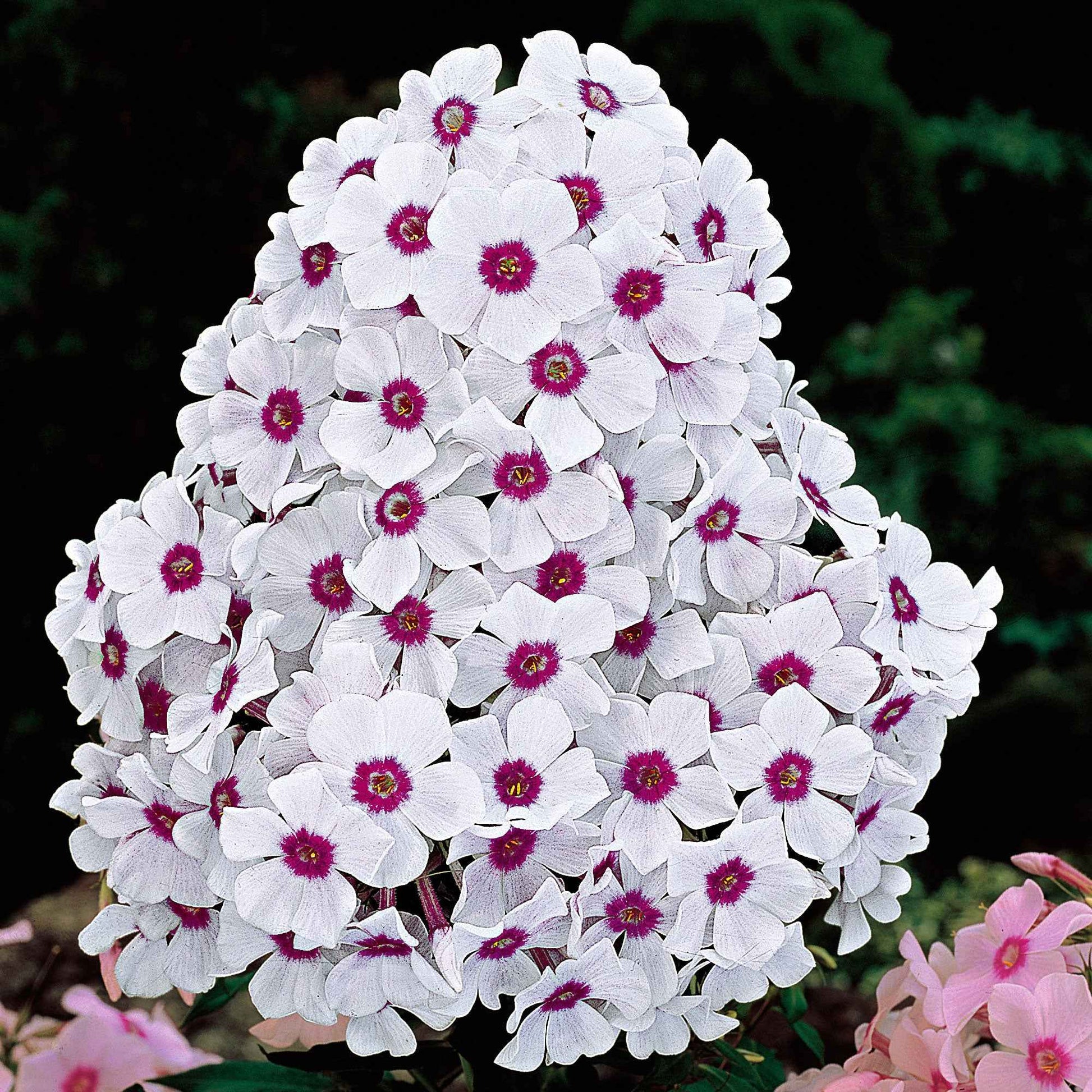3x Phlox 'Europa' blanc-violet - Plants à racines nues - Caractéristiques des plantes