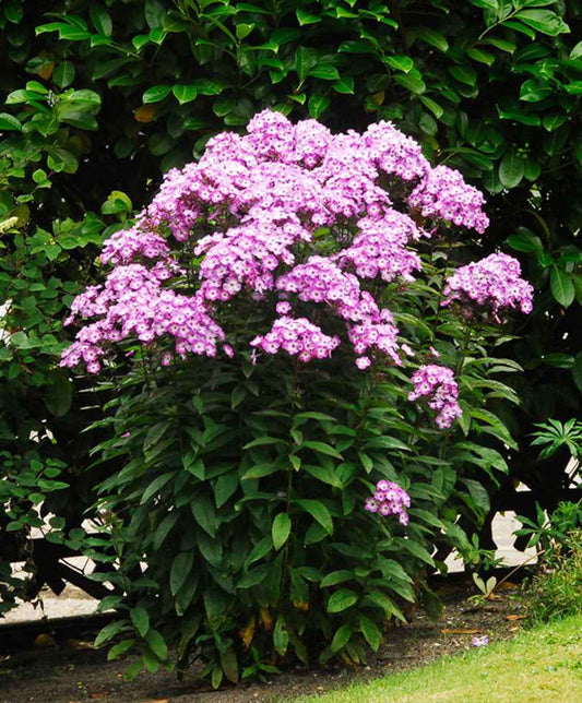 Phlox paniculé 'Laura' - Arbustes à papillons et plantes mellifères