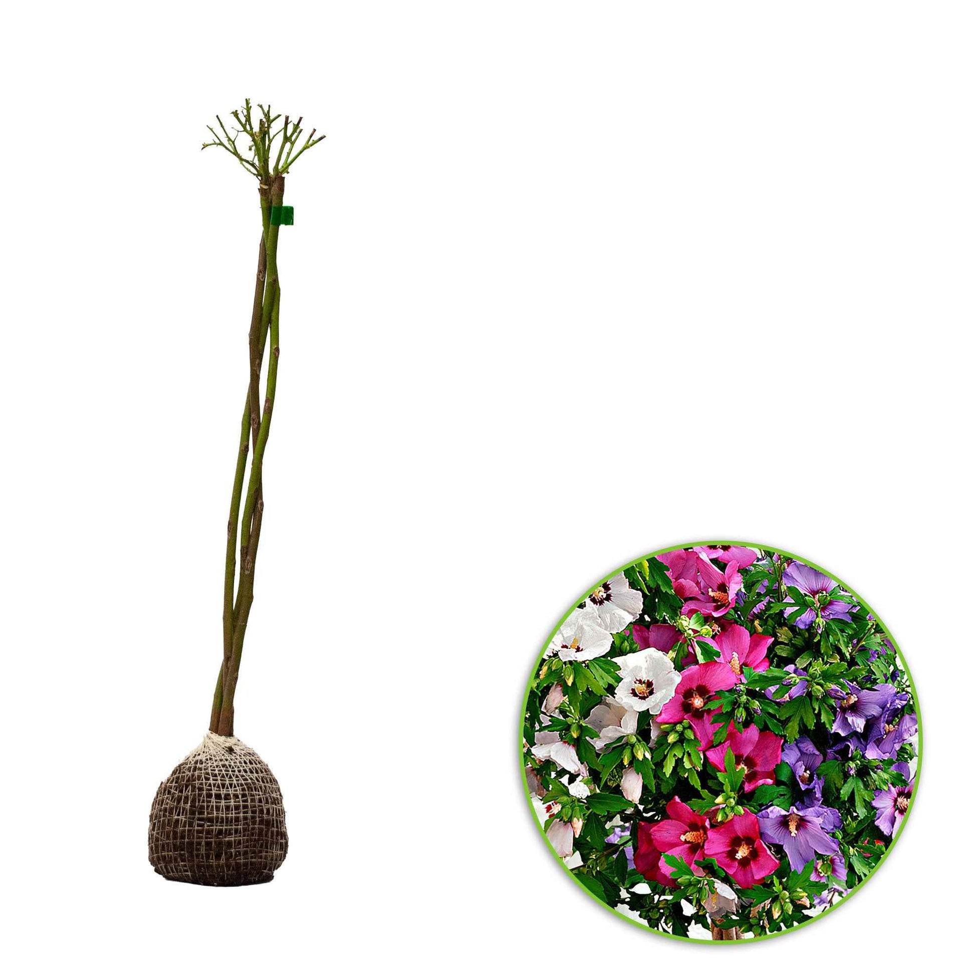 Mauve en arbre Hibiscus 'Hardy Hibiscus' + 'Rose of Sharon' + 'Rose Mallow' - Arbustes de Balcon