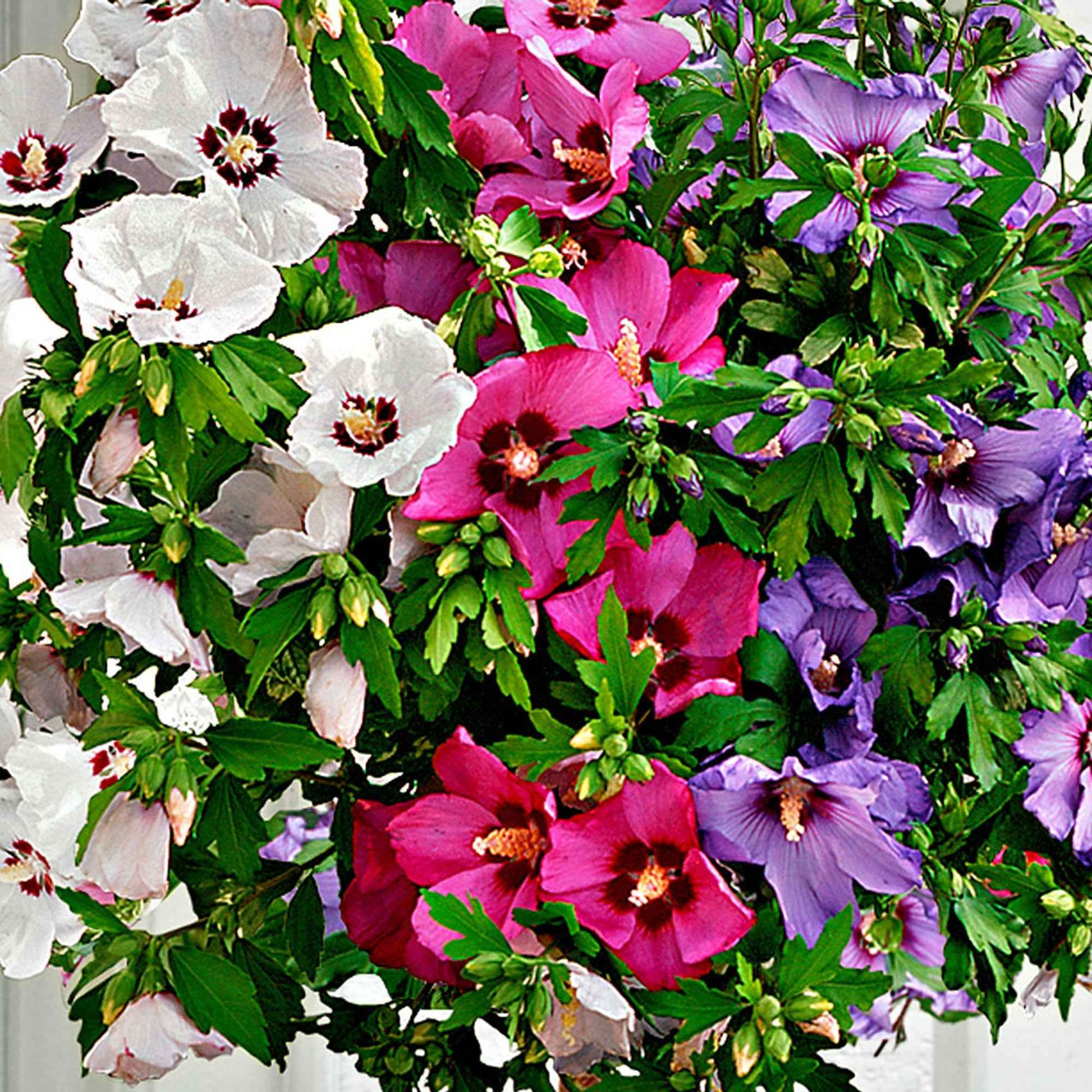 Mauve en arbre Hibiscus 'Hardy Hibiscus' + 'Rose of Sharon' + 'Rose Mallow' - Arbustes fleuris