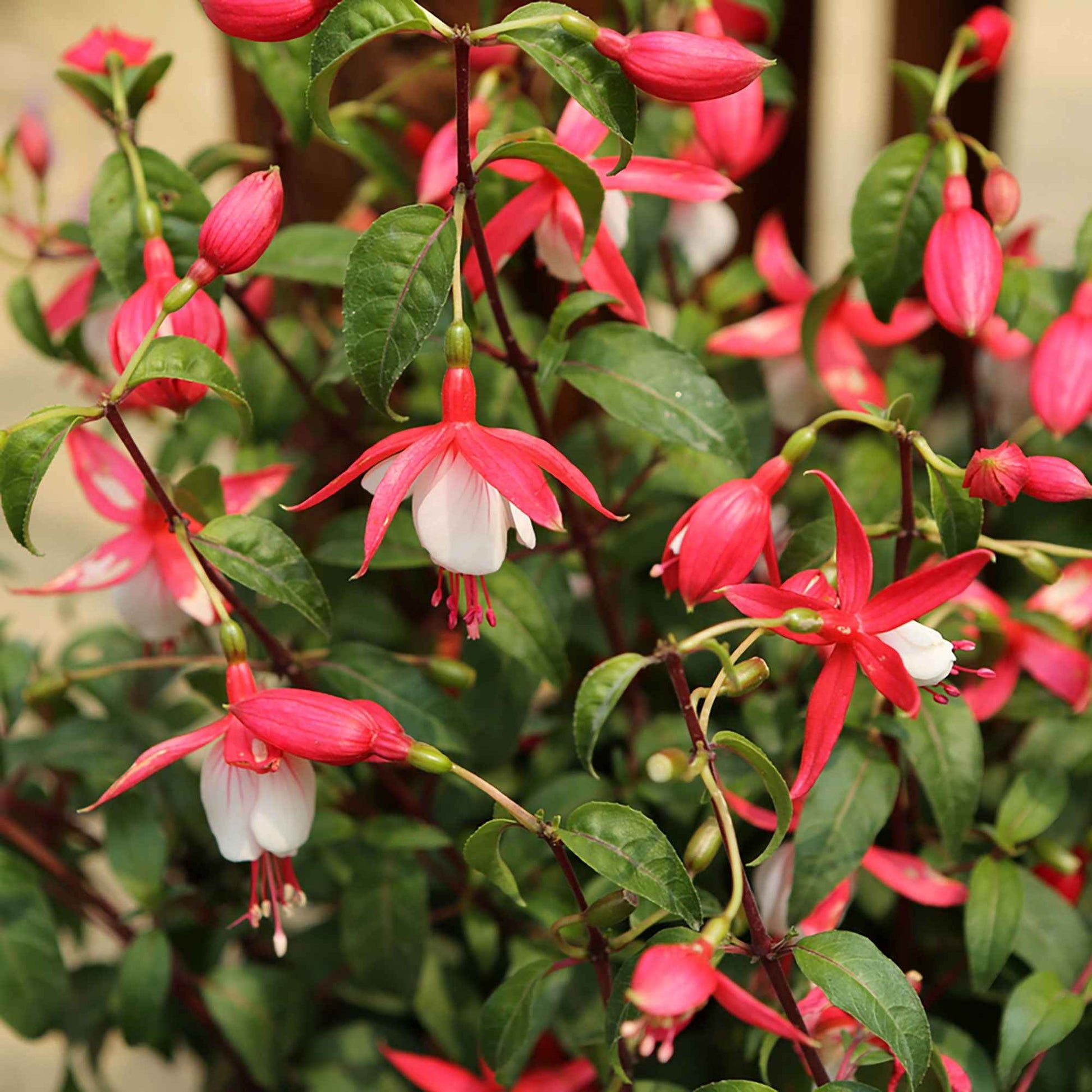 Fuchsia Lady Thumb - Fleurs d'été