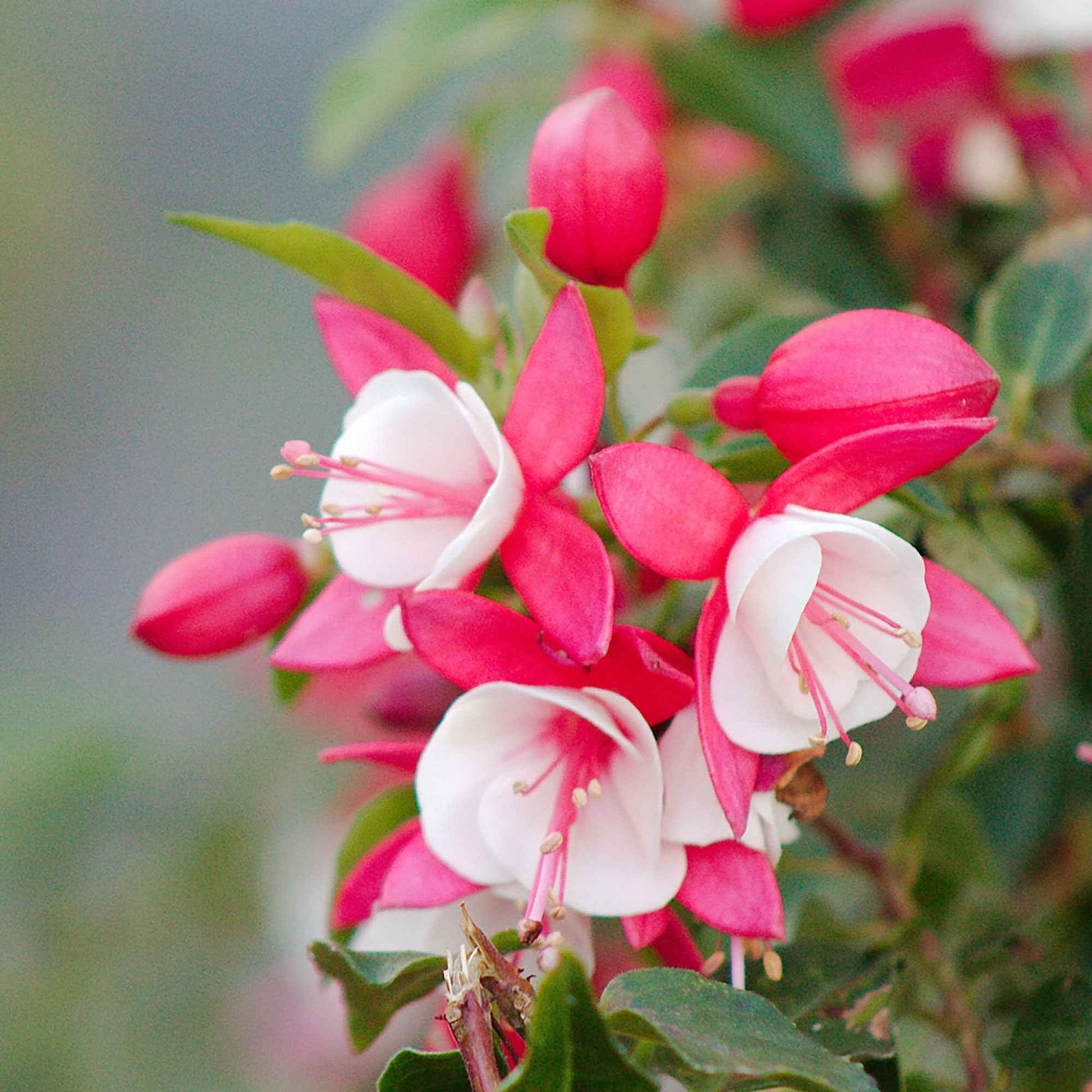 Fuchsia Lady Thumb - Fleurs de balcon