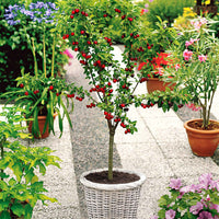 Mini Cerisier en pot - Plantes pour la terrasse et le balcon