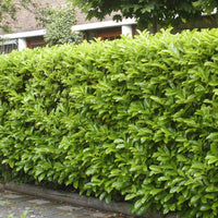 6x Laurier-cerise Prunus 'Novita' - Plants à racines nues - Caractéristiques des plantes