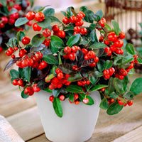 Gaultheria Big Berry 2x Gaulthérie Gaultheria 'Big Berry' rouge-blanc avec neige 'Big Berry' - Arbustes à feuillage persistant
