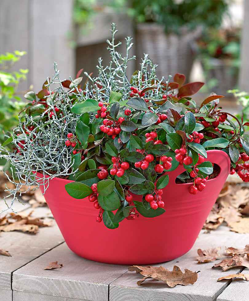 Gaulthérie Gaultheria 'Big Berry' Rouge avec pot décoratif - Arbustes fleuris