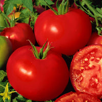 Tomate 'Shirley F1' - Graines
