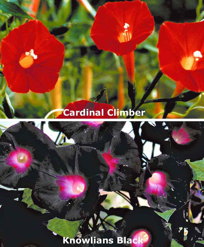 Ipomées 'Knowlians Black' + 'Cardinal Climber' Mix - Caractéristiques des plantes