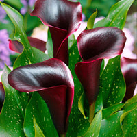 2x Arum 'Schwarzwalder' violet - Bulbes à fleurs
