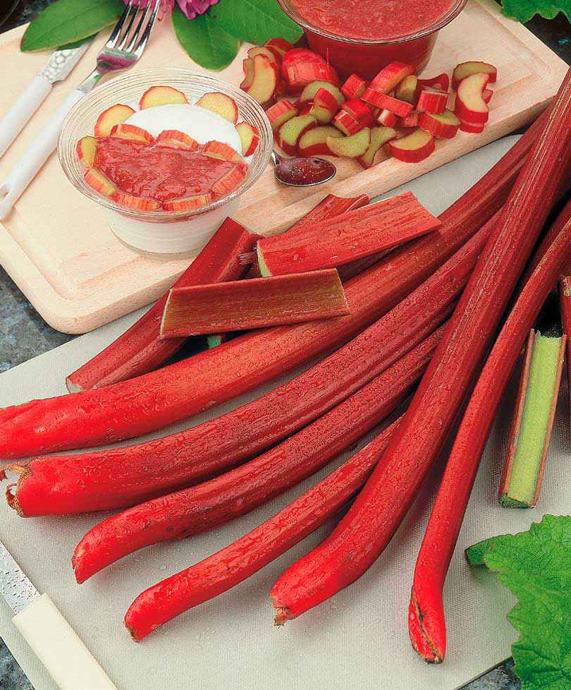 Rhubarbe Rheum 'Glaskins' Biologique - Légumes