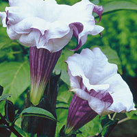 Datura 'Double Purple' Violet - Graines de fleurs