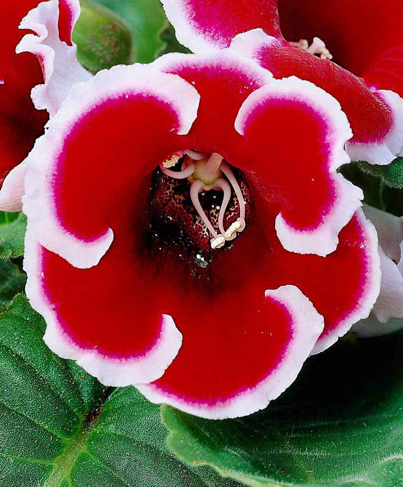 2x Gloxinia 'Kaiser Friedrich' rouge-blanc - Tous les bulbes de fleurs