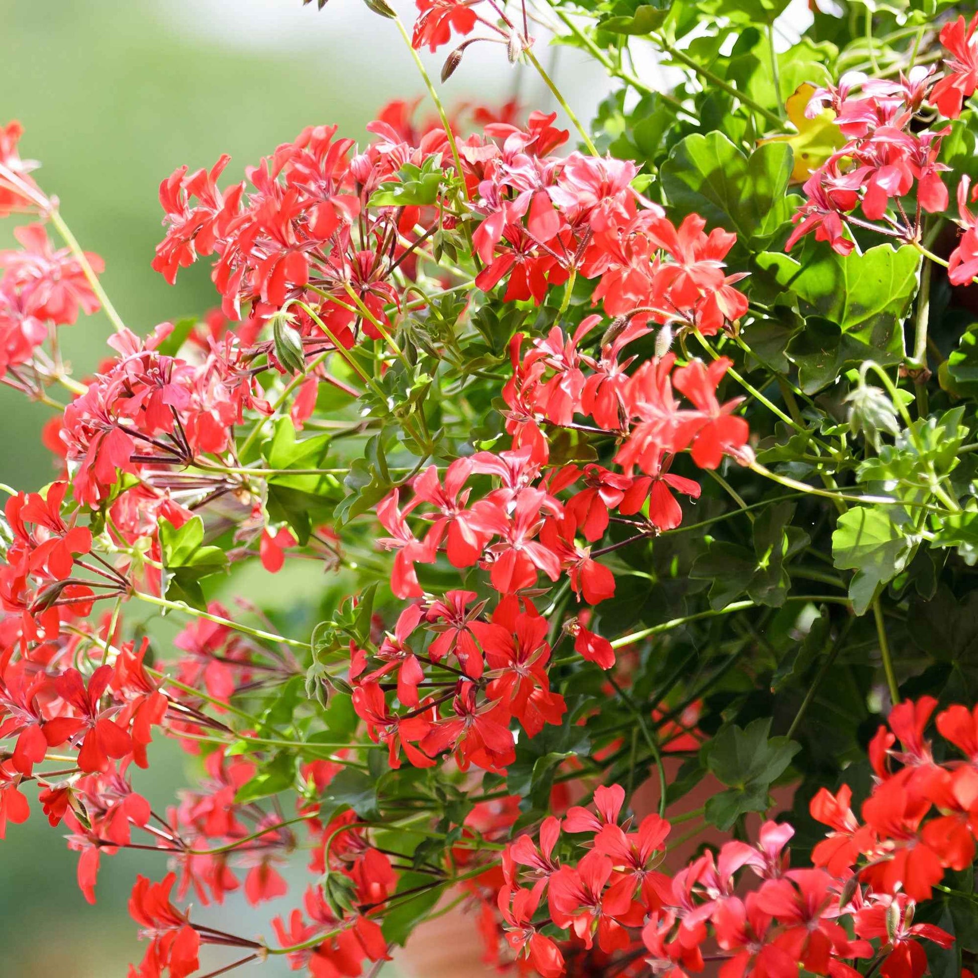 Géranium-lierre botanique - Fleurs de balcon