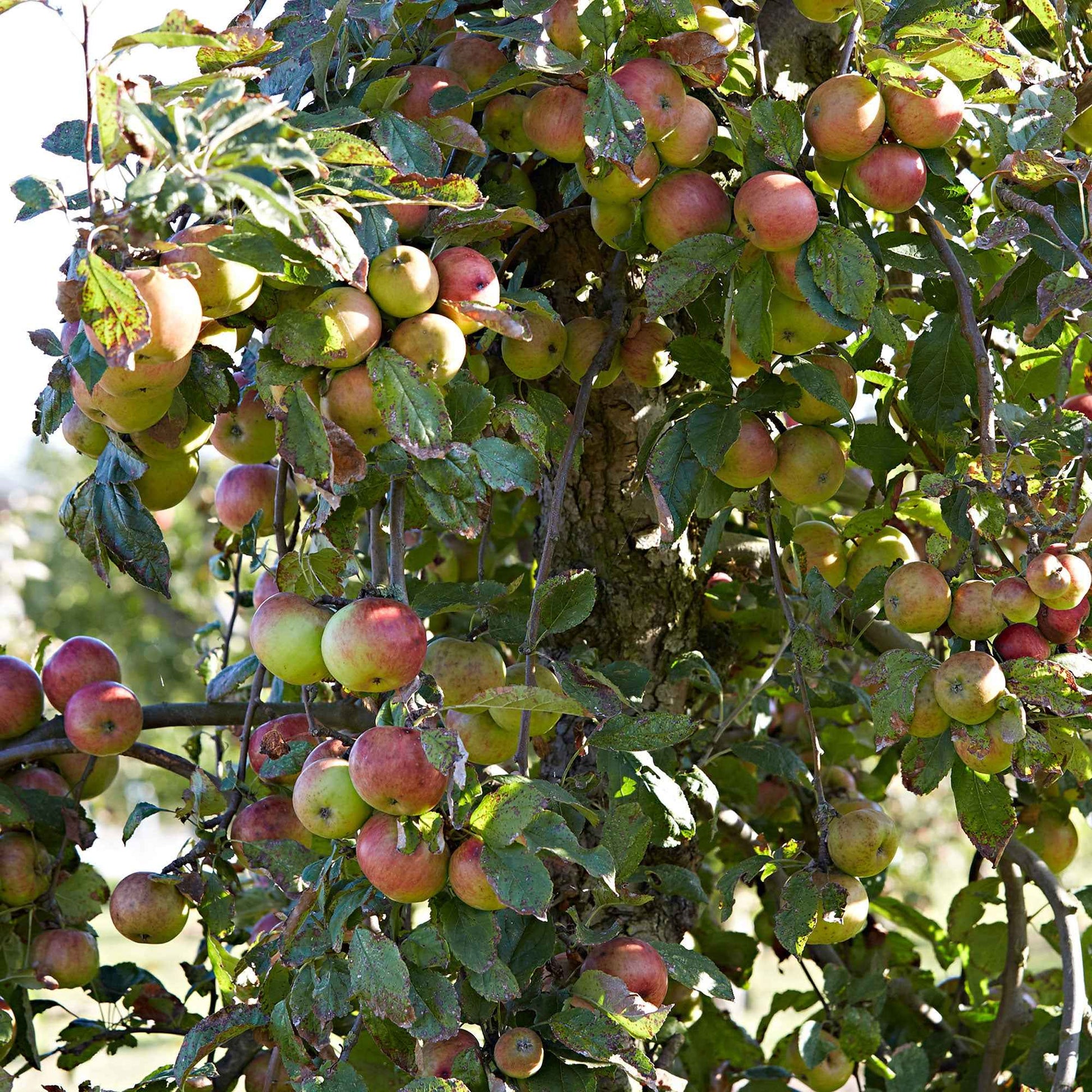 Pommier Malus 'Goudreinette' - Arbres fruitiers