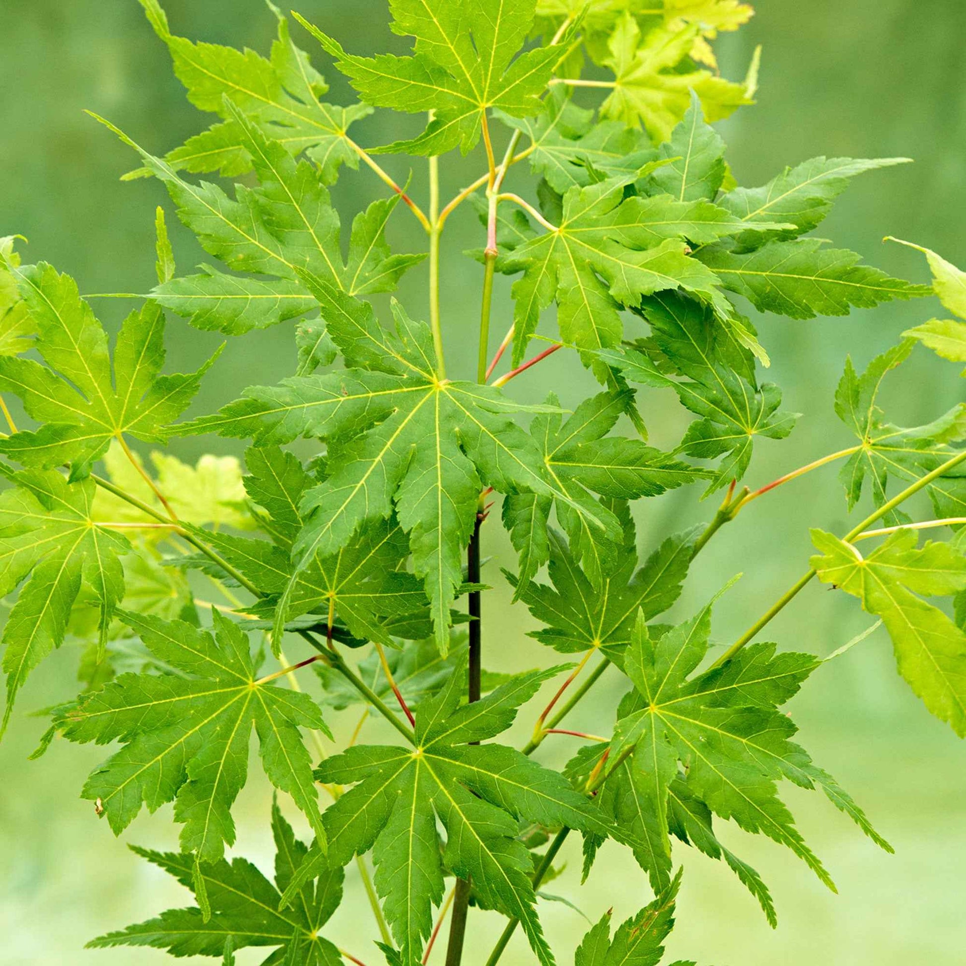 Érable du Japon Acer 'Going Green' vert - Caractéristiques des plantes
