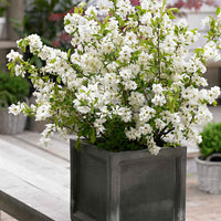 Exochorde Exochorda 'Niagara' blanc - Arbustes fleuris