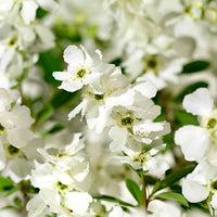 Exochorde Exochorda 'Niagara' blanc - Arbustes à fleurs