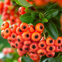 Buisson ardent Pyracantha ‘Orange Glow‘ orange - Arbustes à feuillage persistant