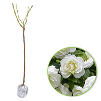 Rosier-tige Rosa 'Kristal'® Blanc - Espèces de plantes