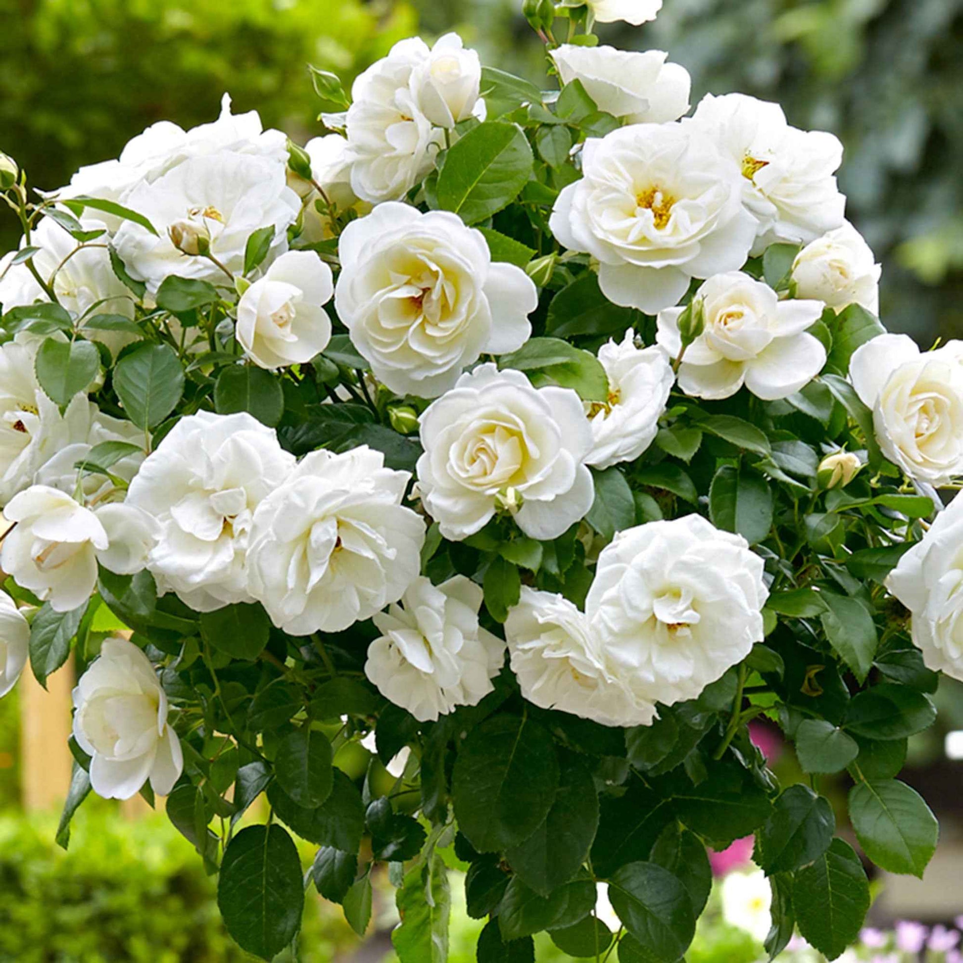 Rosier-tige Rosa 'Kristal'® Blanc - Caractéristiques des plantes