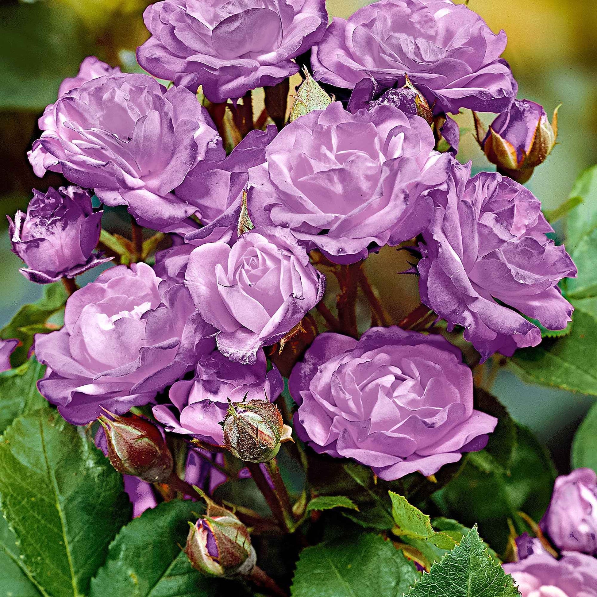 Rosier-tige Rosa 'Minerva' violet - Arbustes sur tige