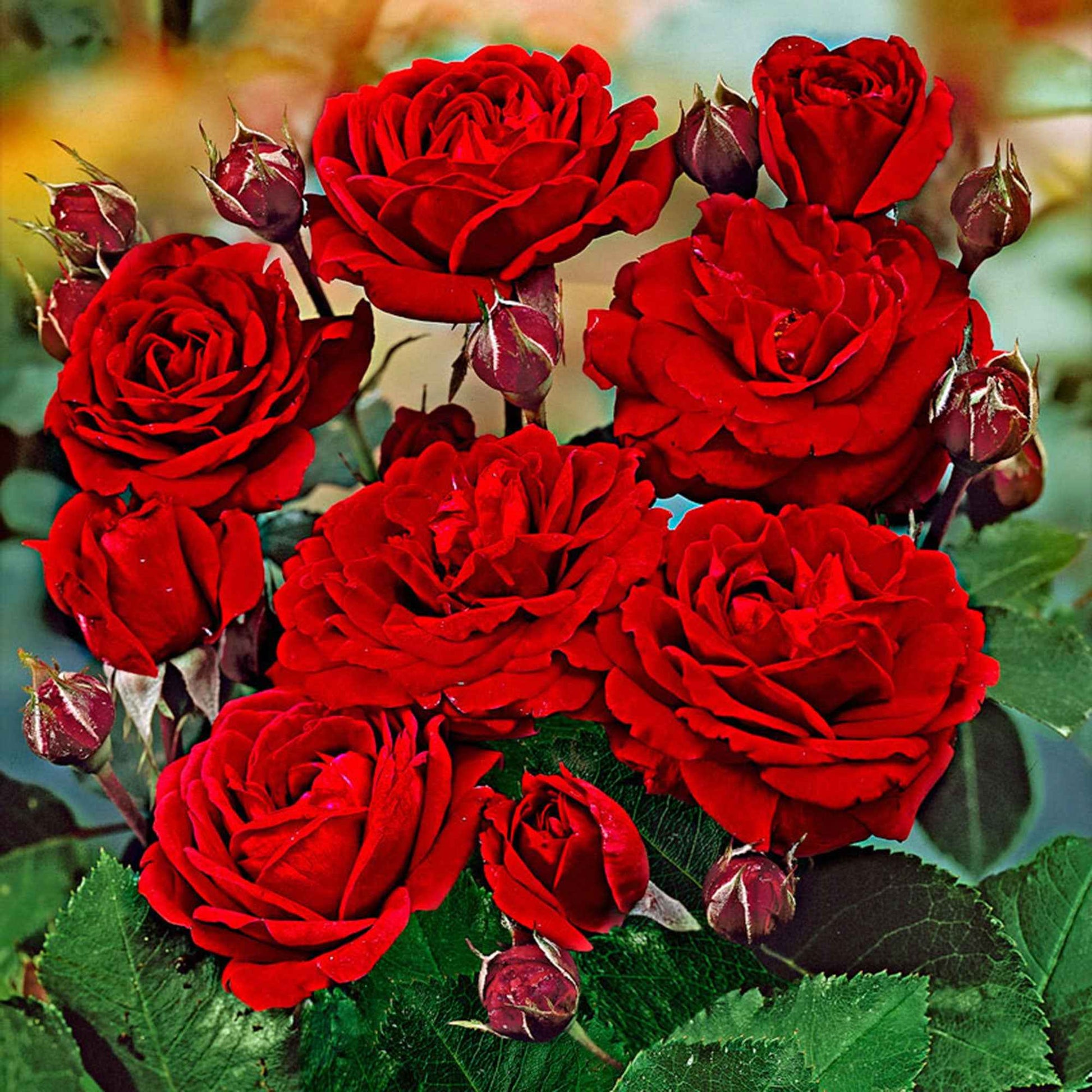 Rosier-tige Rosa 'Nina Rosa' rouge - Caractéristiques des plantes