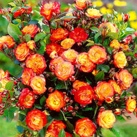 Rosier-tige Rosa 'Cuba Dance' orangé-jaune-rouge - Caractéristiques des plantes