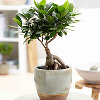 Treurvijg Ficus microcarpa 'Ginseng' - Plantes d'intérieur : les tendances actuelles