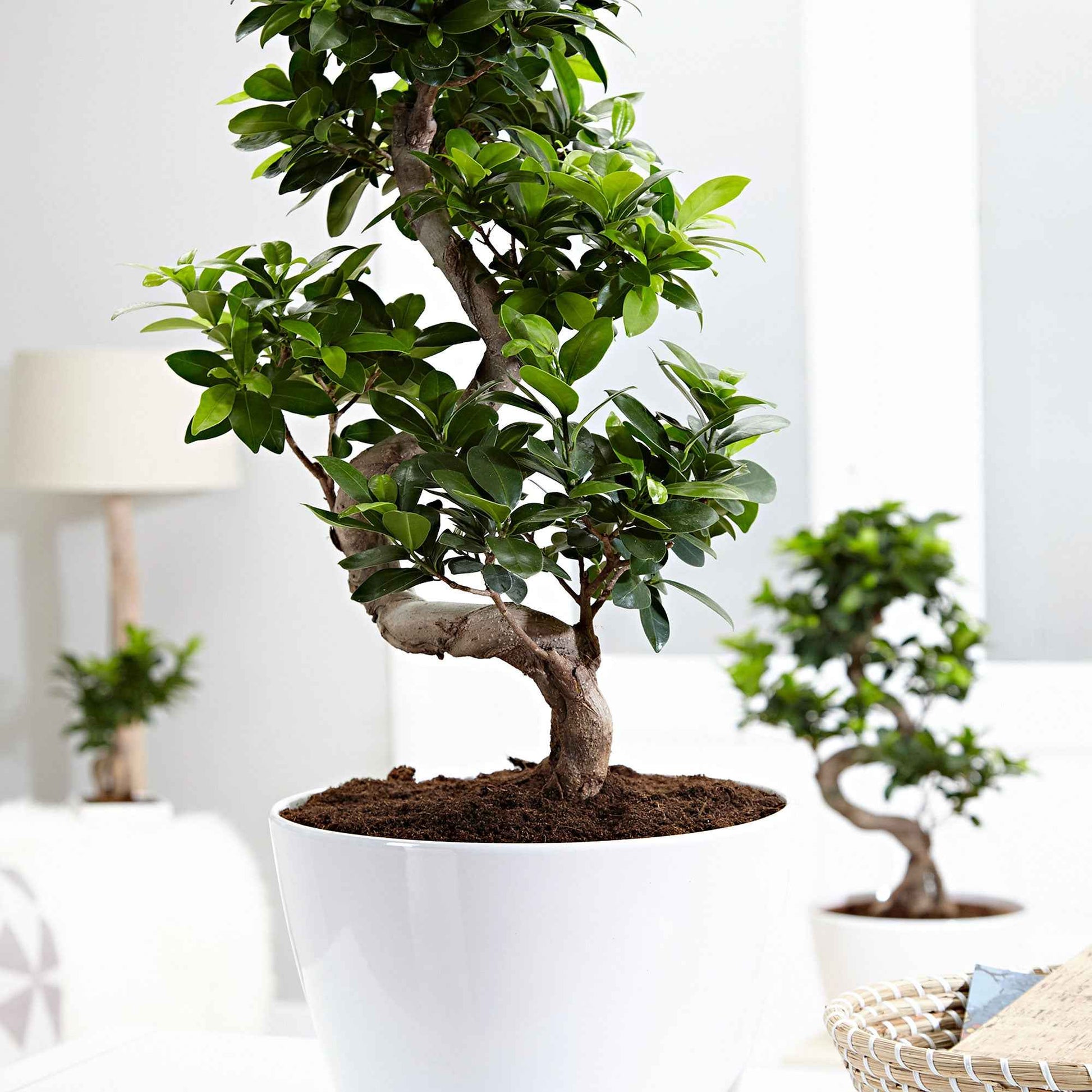 Bonsai Ficus 'Ginseng' en forme de S XL avec cache-pot blanc - Bonsaï