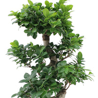 Bonsai Ficus 'Ginseng' en forme de S XL avec cache-pot blanc - Plantes d'intérieur