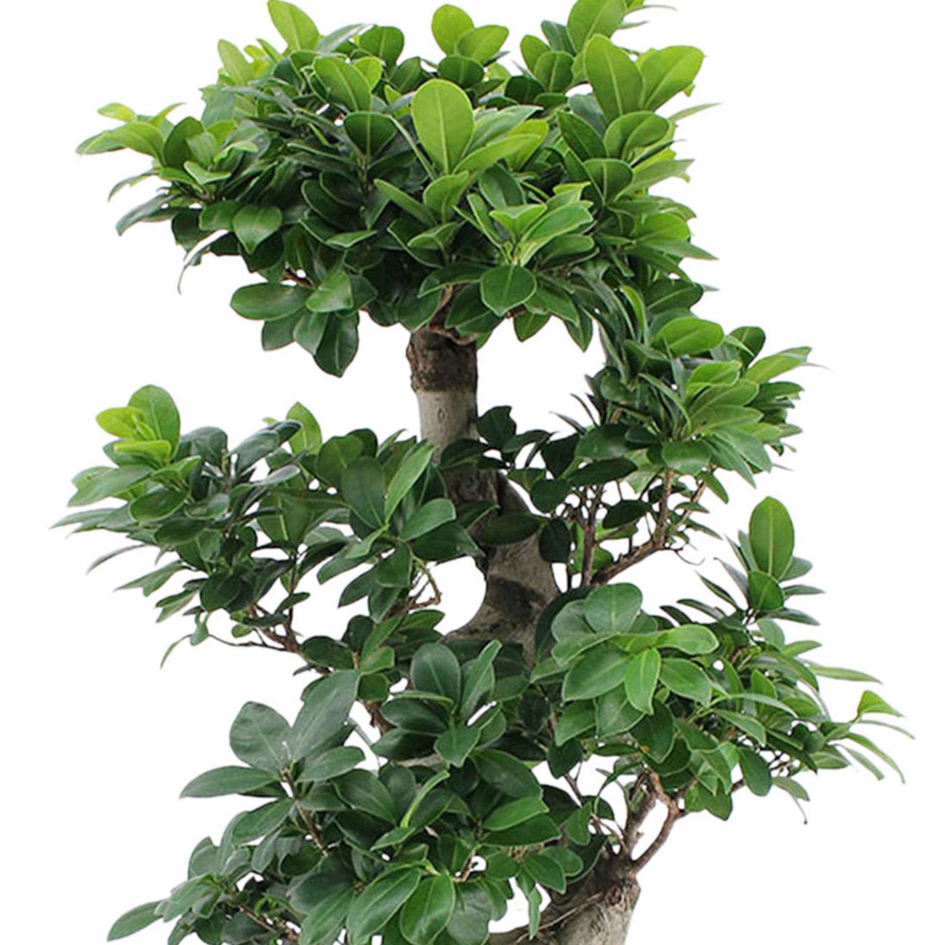 Bonsai Ficus 'Ginseng' en forme de S XL avec cache-pot blanc - Plantes d'intérieur