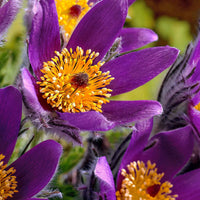 3x Anémone pulsatille violet-orangé - Plants à racines nues - Caractéristiques des plantes