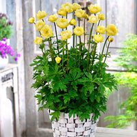 3x Trolle d'Europe Trollius 'Lemon Bells' jaune - Plants à racines nues - Caractéristiques des plantes