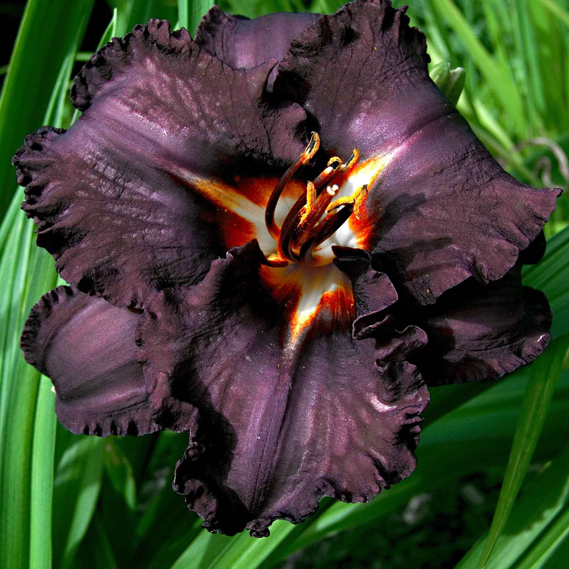 Hémérocalle 'Black Magic' - Caractéristiques des plantes