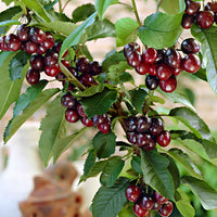 Cerisier nain Prunus 'Musketiers Athos'® - Fruits