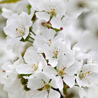 Cerisier nain Prunus 'Musketiers Athos'® - Cerisier